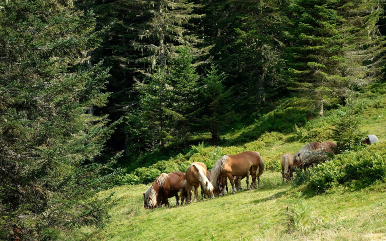 chevaux-en-france