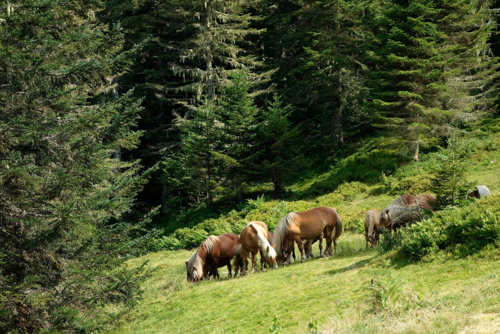 chevaux-en-france